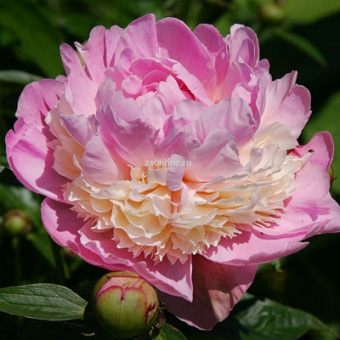 Изображение загружено обработкой по данным файла Excel