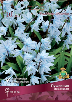 Пушкиния ливанская 6+/К 10шт
