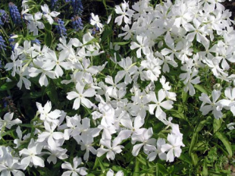 Флокс растопыренный Уйат Перфюм