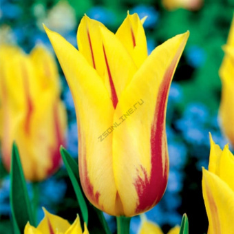 Тюльпан Lily-Flowering 4, 71672  (1 шт) 4