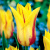 Тюльпан Lily-Flowering 4, 71672  (1 шт) 4