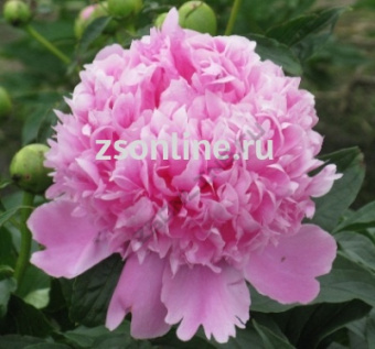 Изображение загружено обработкой по данным файла Excel