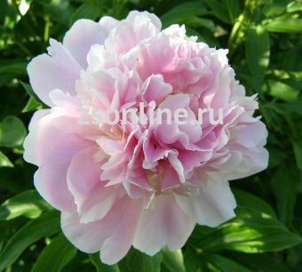 Изображение загружено обработкой по данным файла Excel