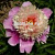 Пион травянистый Леди Либерти (махровый,белый,нижние лепест.сирен-розовые, диам.13, 1шт, 2-3)