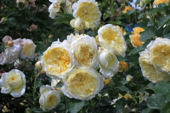 Роза английская парковая Пилгрим (нежно-желтый)