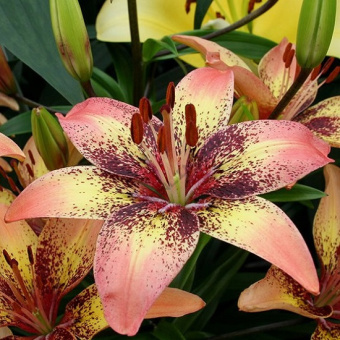 Лилия Азиатская Трайбал Данс