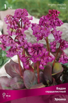 badan_serdcelist_eroika_kaper