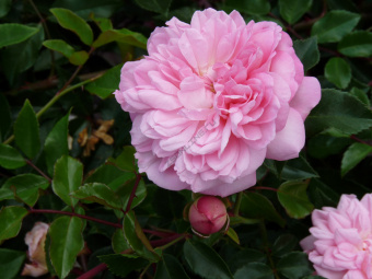 Роза Франсуа Юренвиль (плетист, розов) Волжский Сад