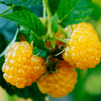 raspberry-rubus-idaeus-fallgold-9cm-p3868-30439_image