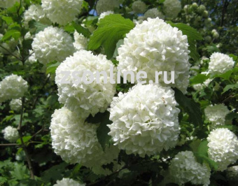 Изображение загружено обработкой по данным файла Excel