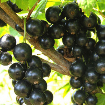 ленинградский-великан