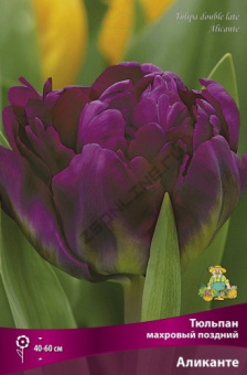 Тюльпан махровый поздний Аликанте 11-12/К 10шт