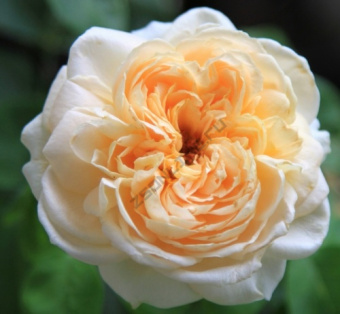 Роза парковая Дэни Хан/ЦКор