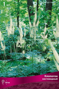 klopogon_kistevid_kaper