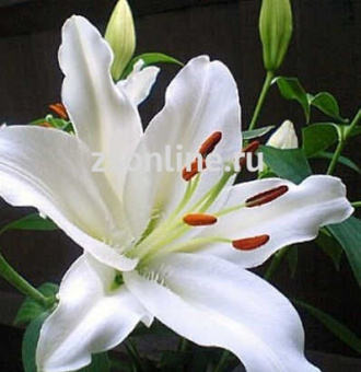 Изображение загружено обработкой по данным файла Excel