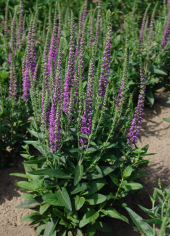 53r80i3hft8up95s7w5vz48fnsh1z4gl