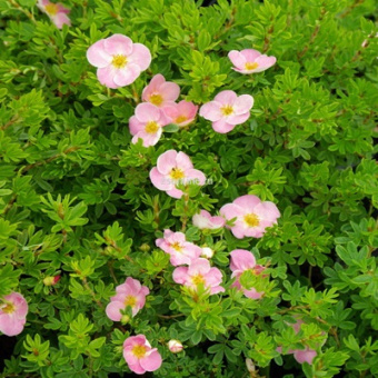 Изображение загружено обработкой по данным файла Excel