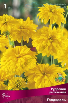 rudbekia_rassech_goldkell_kaper