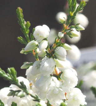 Вереск обыкновенный Кинлочруэль/ЦКор