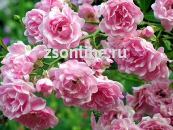 Изображение загружено обработкой по данным файла Excel