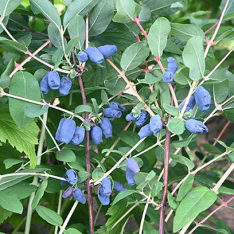 Жимолость съедобная Бажовская (С2)