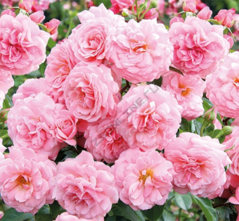 Роза флорибунда Секси Рекси/ЦКор