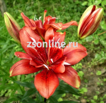 Изображение загружено обработкой по данным файла Excel