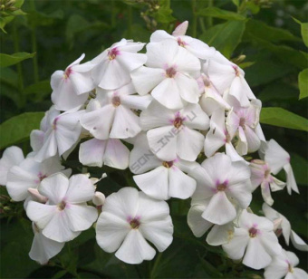 Флокс метельчатый Мерлинка