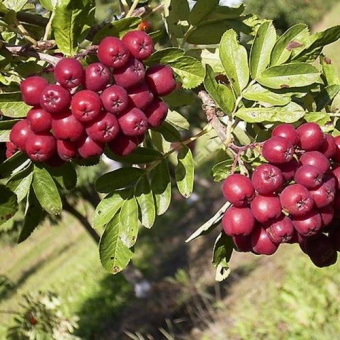 Рябина Титан