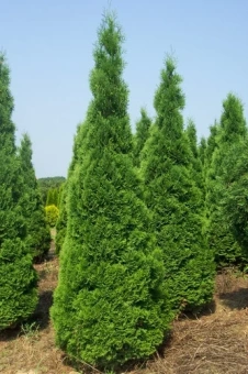Туя западная Холмструп (С3, 30-40)