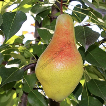 Груша Яковлевская