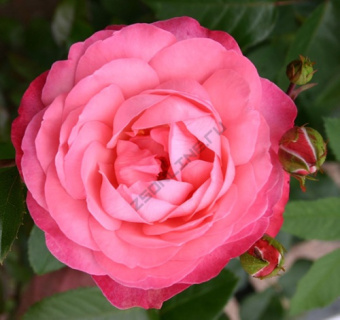 Роза плетистая Розанна/ЦКор