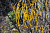 Крушина ломкая Асплонифолия, С 5, 60-80 см