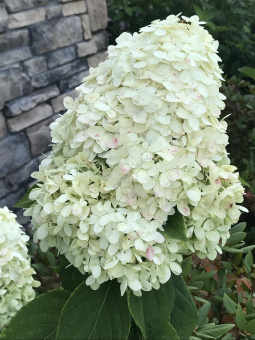 Гортензия метельчатая Мэджикал Лайм Спаркл