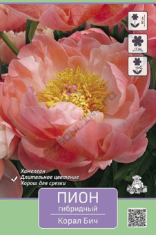 Пион гибридный Корал Бич* 2-3/К