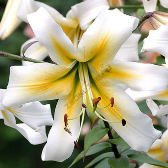 Лилия ОТ-Гибрид Мистер Фисташ