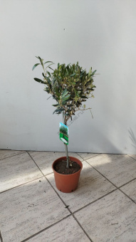 Олива европейская на штамбе 17/65 см