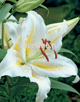 Изображение загружено обработкой по данным файла Excel