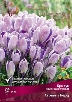 Крокус крупноцветковый Страйпт Бёрд 7-8/К 10шт