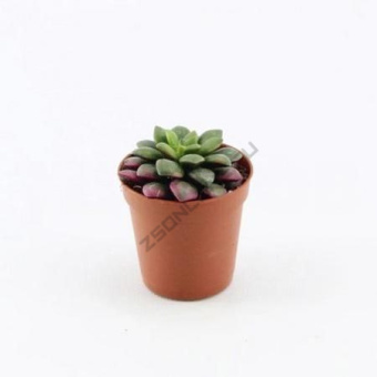 Анакампсерос D7см H9см