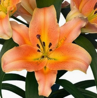 Лилия ОТ-Гибрид Зелмира