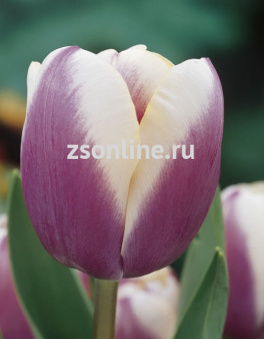 Изображение загружено обработкой по данным файла Excel