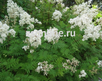 Изображение загружено обработкой по данным файла Excel