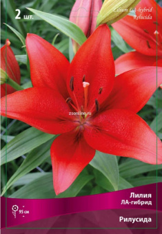 Изображение загружено обработкой по данным файла Excel