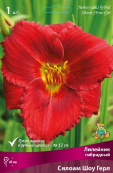 lileinik_gibrid_siloam_show_gerl_kaper