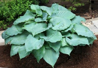 Hosta-Moonlight-Sonata