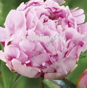 Изображение загружено обработкой по данным файла Excel