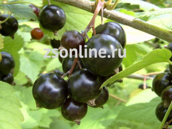 Изображение загружено обработкой по данным файла Excel