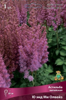 Астильба китайская Ю энд Ми Олвейз/К