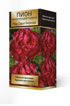 Пион молочноцветковый Ред Сара Бернар* 2-3/К